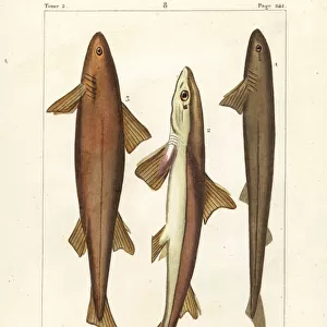 Six-gilled shark, spiny dogfish, and Don Pedro shark