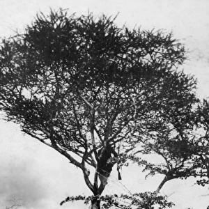 Sniper in tree en route to Morogoro, East Africa, WW1