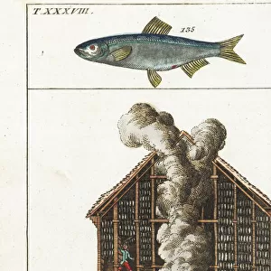 Sprat, and herring being hung in a smokehouse, 18th century