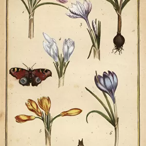 Spring crocus and European peacock butterfly