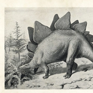 Stegosaurus ungulatus, dubious species