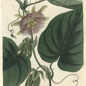 Sweet granadilla or grenadia, Passiflora ligularis