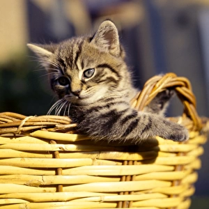Tabby kitten looking out of a basket