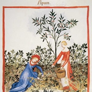 Tacuinum Sanitatis. Late XIV century. Women picking celery
