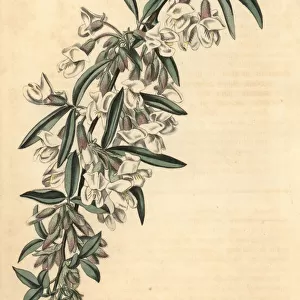 Tagasaste or tree lucerne, Cytisus proliferus