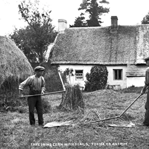 Threshing Corn With Flails, Toome, Co Antrim