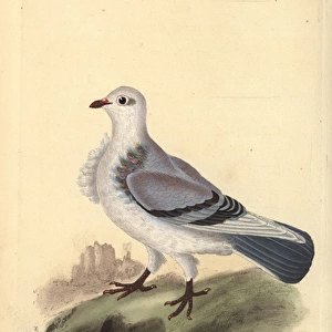Turbit pigeon, Columba livia domestica var turbita