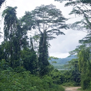 A typical unpaved road surrounded by lush vegetation