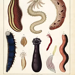 Varieties of sea cucumber