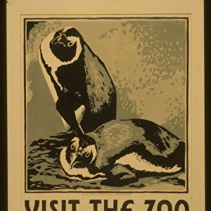 Visit the zoo