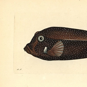 White-spotted boxfish, Ostracion meleagris