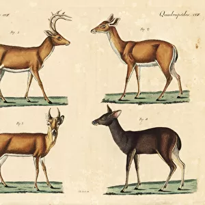 White-tailed deer and Malayan sambar deer