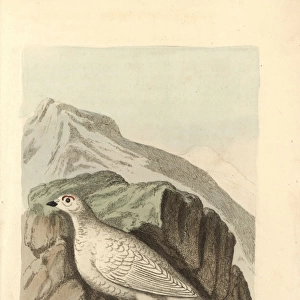 Willow ptarmigan, Lagopus lagopus, in winter plumage