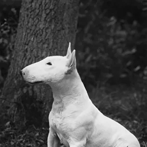 YOUNG BULL TERRIER / 1957