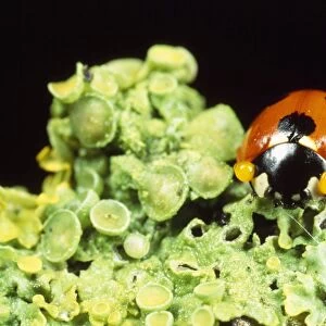 7-spot Ladybird - defensive autobleeding