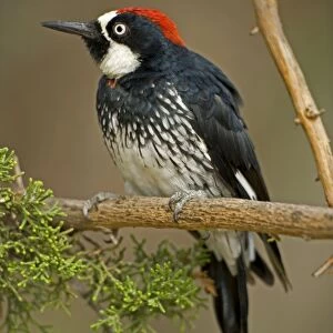 Acorn Woodpecker - Habitat is woods, groves, mixed forest, canyons and foothills. Range is western United States to Colombia Arizona, USA