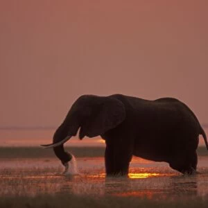 African Elephant. Feeding at sunset. Lake Kariba, Matusadona National Park, Zimbabwe, Africa 3ME1448