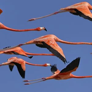 American / Caribbean Flamingo - In flight - Rio Lagartos Reserve - Yucatan - Mexico