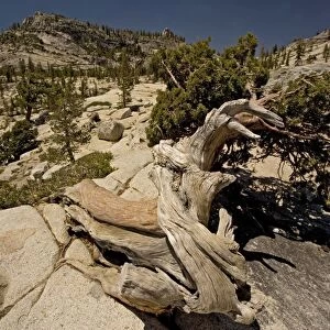 Ancient Sierra / Juniper Tree Yosemite National Park, USA