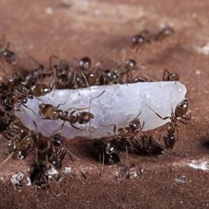 Argentine Ants - on rice grain