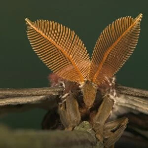Atlas Moth - Antennas of the male Malaysia