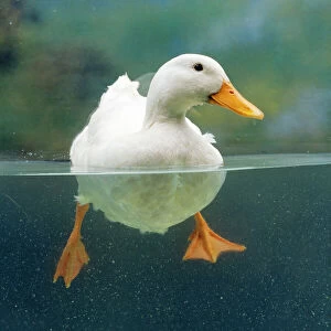 Aylesbury Duck - domestic, above & below water