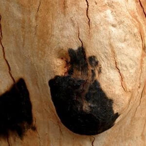 Detail of bark on Gum tree after bush fire JLR 48 Davies plain - Alpine National Park North East Victoria. Australia © Jean-Marc La-Roque / ardea. com