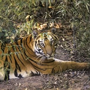 Bengal / Indian Tiger - resting in bamboo forest. Bandhavgarh National Park
