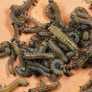 Berberis Sawfly Larvae - swarm UK