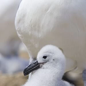 Black-browed Albatross - 1-2 week old chick in nest Steeple Jason, Falkland Islands