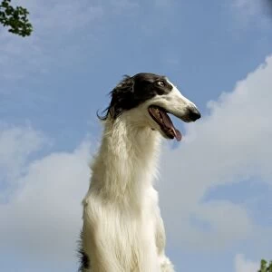 Borzoi / Russian Wolfhound - close-up of head
