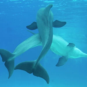 Bottlenose dolphins - pair mating