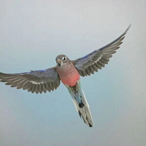 Bourkes parakeet - Male in flight front view