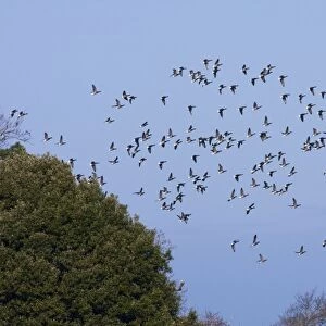 Brent goose - a flock of geese moving off to feeding grounds, Devon, England, UK