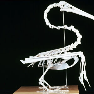 Brown Pelican Skeleton - coastal California