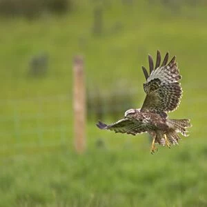 Buzzard - coming in to land in field Mid Wales BI003084