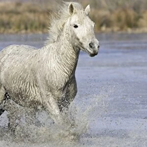 Camargue Horse - running through water - Saintes Maries de la Mer - Bouches du Rhone - France