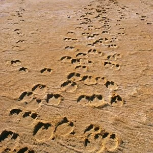 Camel tracks - Lake Disappointment (salt lake), Little Sandy Desert, Western Australia JPF28348