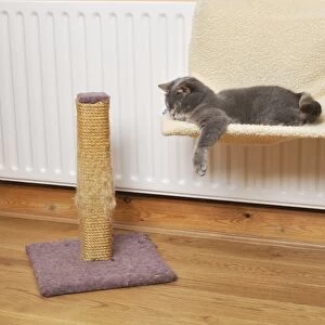 Cat asleep on cat bed next to scratching post