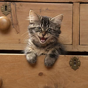 CAT. Brown tabby kitten ( 12 weeks old ) sitting an old chest of draws looking out, mouth open, meow