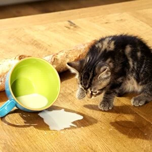 Cat Kitten with spilt milk