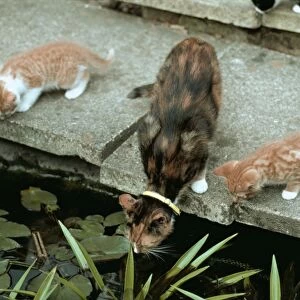 Cat And Kittens Looking Into Garden Pond