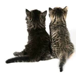 Cat - Back view of two kittens