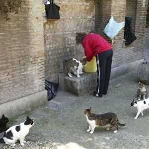 Cats - woman feeding stray cats in Rome Italy