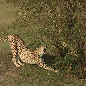 Cheetah - stretching. Maasai Mara - Kenya - Africa