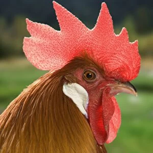 Chicken - Cockerel