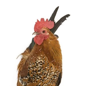 Chicken - millefleur sablepoot in studio