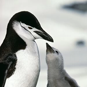 Chinstrap Penguin Adult & 2 chicks 1 begging. Paradise Bay, Antarctic Peninsula