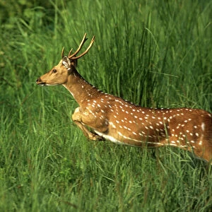 Chital Spotted / Axis Deer Leaping through grass Corbett National Park, India