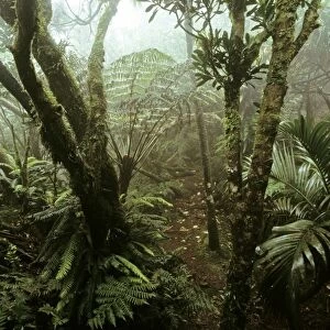 Cloud forest on summit of Mt Gower, 875 m Lord Howe Island, New South Wales, Australia JPF32779